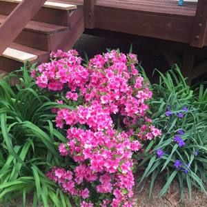 Meet your Posher, Annette